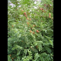 Glycyrrhiza Glabra (fam Fabacees) (rg mediterraneennes) (2)